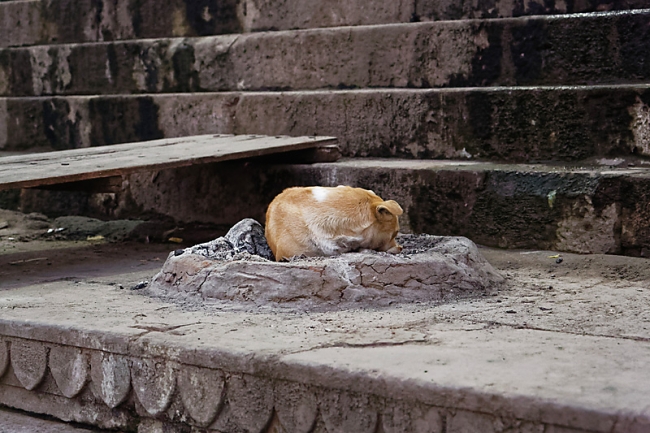 Varasani-Promenade sur le Gange-003